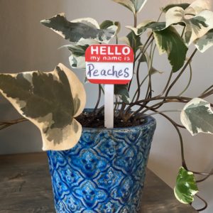 House Plant Name Tags (set of 3)