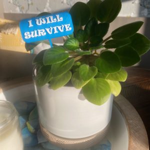 "I Will Survive" House Plant Stake (set of 3)
